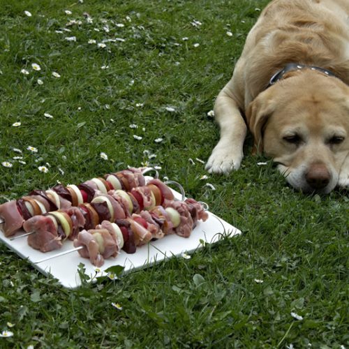 BBQ danger to Labradors BBQ danger to Labradors