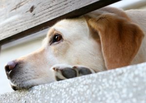 dog waiting