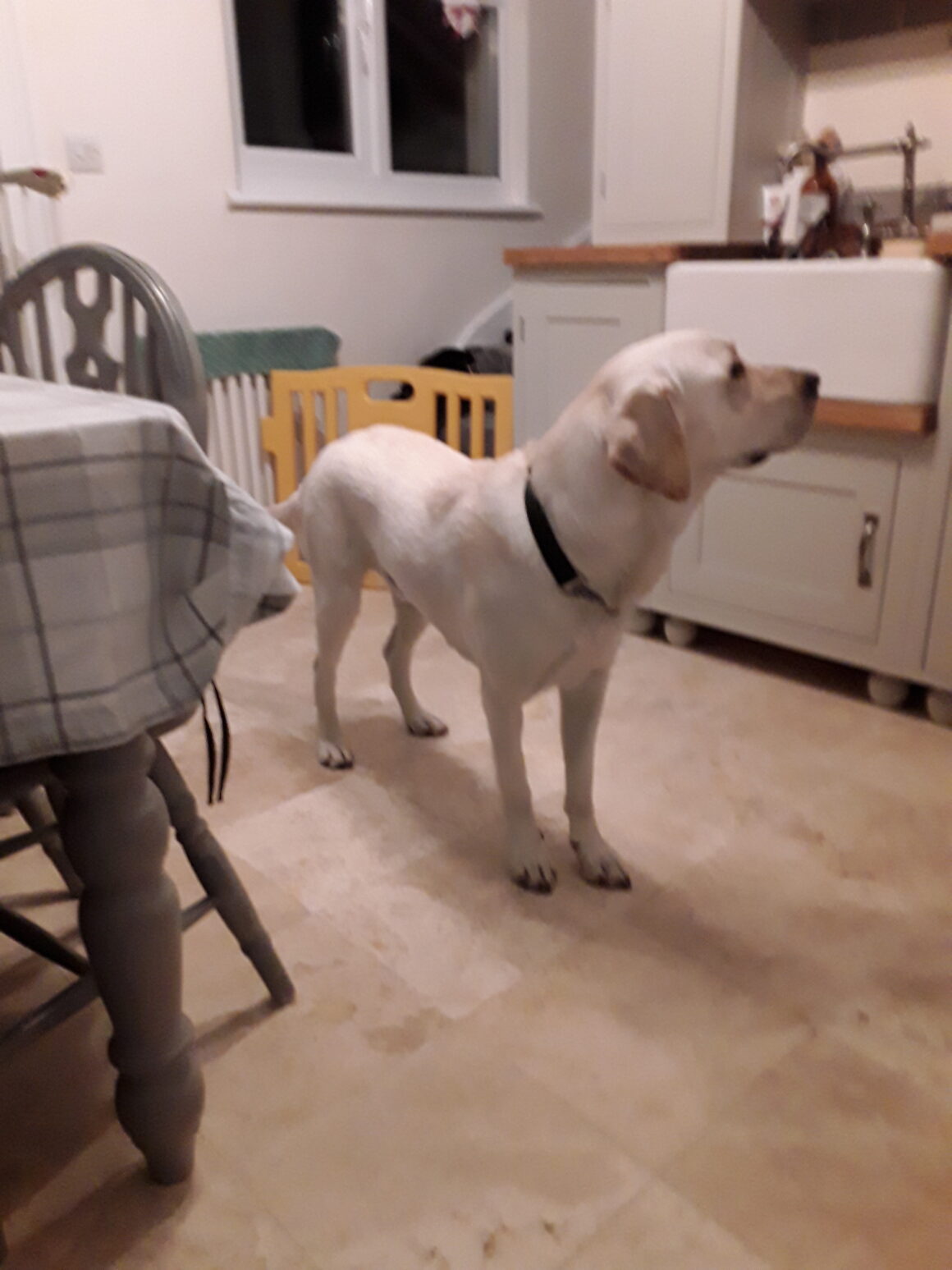 Monty – rehomed