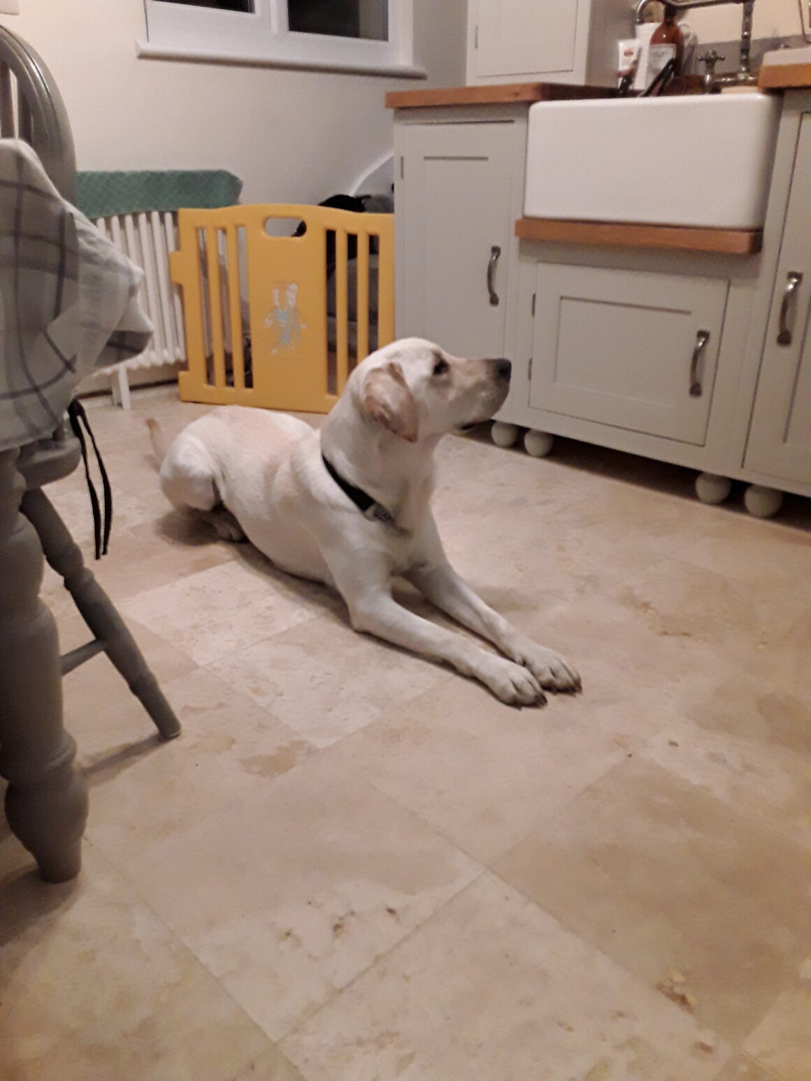 Monty – rehomed