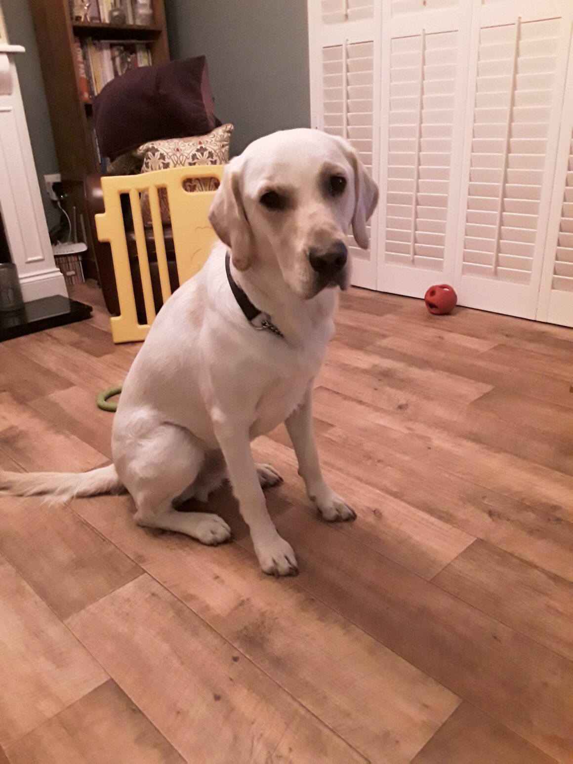 Monty – rehomed