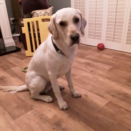 Monty – rehomed