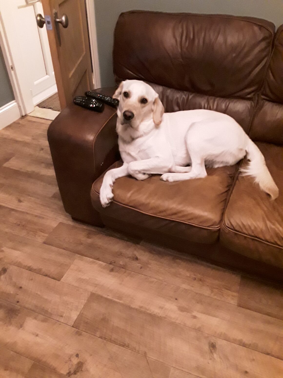 Monty – rehomed
