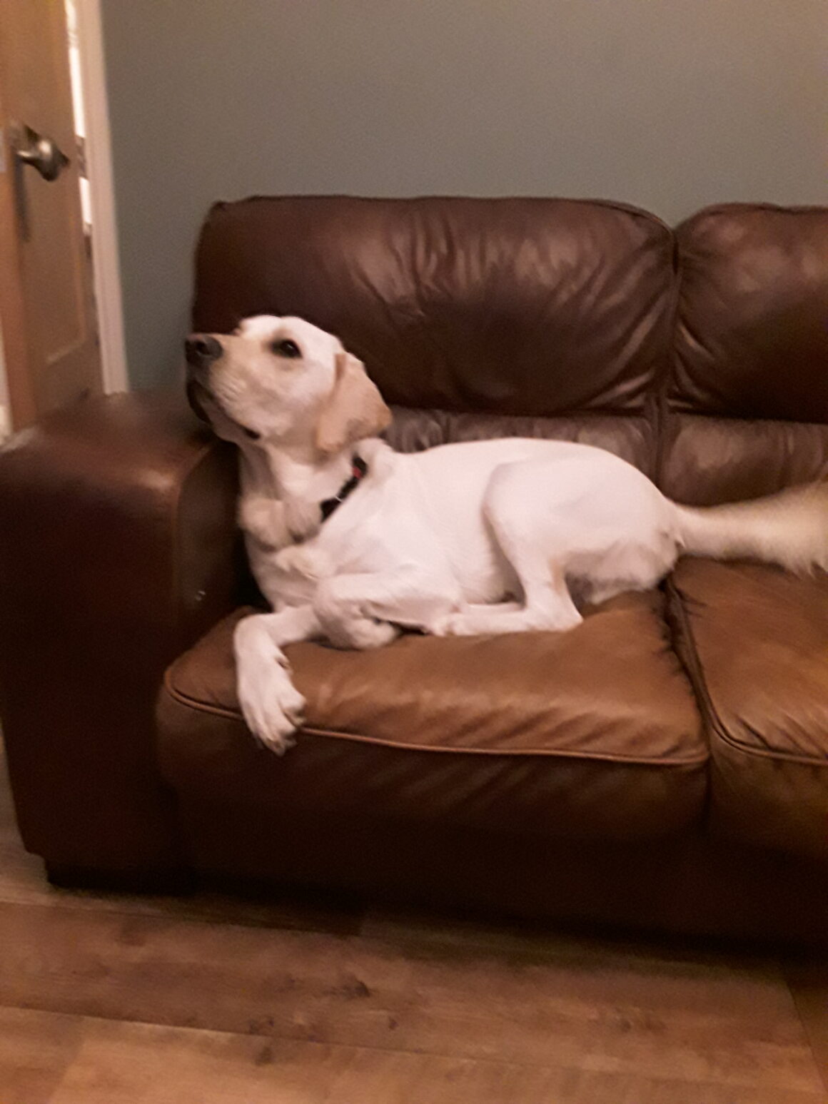 Monty – rehomed